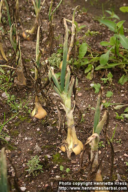 معرفی و راهنمای پرورش سبزی جات غیر برگی - پیاز خوراکی